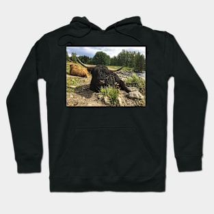 Scottish Highland Cattle Bull 2036 Hoodie